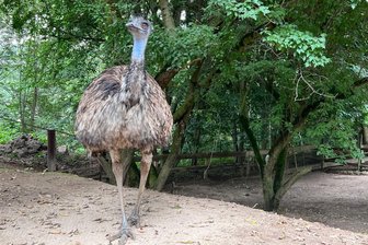 Zoo im Erzgebirge meldet: Emu von Nacktschnecken befallen - und löst Medienrummel aus - Ein Emu im Auer Zoo: Das Weibchen Hanna macht derzeit deutschlandweit Schlagzeilen. Wegen eines schleimigen Zwischenfalls.