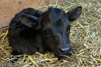 Zoo in Aue meldet seltene Geburt: Hier zeigt sich erstmals das Mini-Rind - Das kleine Kälbchen im Stroh: Im Auer Zoo hat es in den vergangenen Tagen Nachwuchs gegeben.