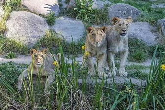 Zoo Leipzig: Löwe und Gepardin tot in Gehege entdeckt - Der Löwenkater Thembe (rechts) - hier auf dem Foto mit Bruder Bahati (Mitte) und Schwester Malu - ist in seinem Gehege im Zoo Leipzig morgens am 24. Juli 2024 tot aufgefunden worden.
