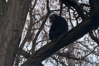 Zoo Leipzig: Mutmaßliche Affen-Diebe stammen aus der Region Chemnitz - Bartaffendame Ruma war im April gewaltsam aus dem Zoo Leipzig entführt und zwei Tage später zufällig von einem Jogger im Stadtteil Reudnitz in einem Baum entdeckt worden.