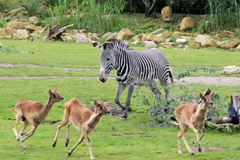 Zoo Leipzig: Vier Antilopen erschossen - Jetzt werden sie verfüttert - Weißnacken-Moorantilopen (Kobus megaceros) toben seit 2012 durch die Kiwara-Savanne im Leipziger Zoo..