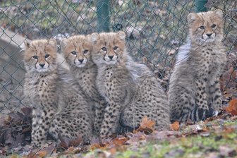 Zoo von Usti freut sich über seltenen Gepardennachwuchs - Die Gepardenjungen im Zoo von Usti nad Labem (Aussig). Sie kamen bereits im September zur Welt, sind aber erst jetzt für Besucher zu sehen. Die Zucht der Katzen, die in freier Wildbahn bedroht sind, ist höchst anspruchsvoll. Es gibt viele Rückschläge.