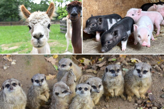 Zoos, Tierparks und Wildgehege in Sachsen: Adressen, Öffnungszeiten, Eintrittspreise - 