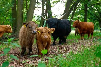 Zottelige Landschaftspfleger im Oberlungwitzer Hirschgrund haben Nachwuchs - Im Oberlungwitzer Hirschgrund gibt es Nachwuchs bei den Schottischen Hochlandrindern.