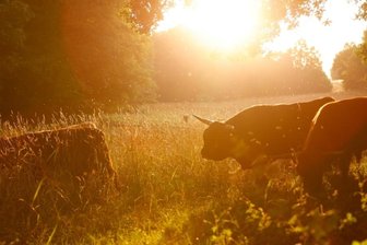 Zottelige Naturschutzhelfer haben eine wichtige Aufgabe - Abendidylle im Hirschgrund. 