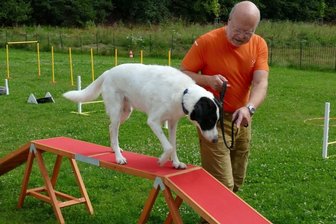 Zschopauer Hundeplatz soll in zwei Bereiche geteilt werden - Mit dem elfjährigen Pointer-Mischling Nuca nutzt Klaus Baumann die mobilen Hindernisse auf dem Gelände des ehemaligen Freibades, das übergangsweise vom Hundeklub "Echte Freunde" zum Training genutzt wird. Ab Oktober soll dann der Hundeplatz am Bootshaus geteilt werden.