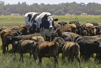 Zu groß für den Schlachthof - XXL-Ochse bleibt am Leben - In diesem Bild, das aus einem Video gemacht wurde, steht der Ochse «Knickers», ein großer Holsteiner-Friese, (M) mit einer Rinderherde auf einer Weide.