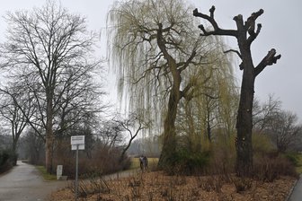 Zu großer bürokratischer Aufwand? AfD will Zwickauer Regeln für Baumfällungen streichen - Überall im Stadtgebiet stehen alte Bäume, die erhalten werden sollen.