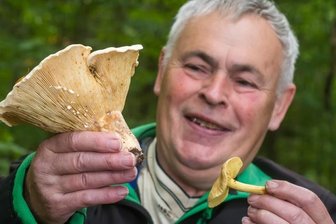 Zu nass: Pilzausbeute in diesem Jahr eher gering - Während der Schwefel-Ritterling (rechts) mitunter direkt am Wegesrand zu finden war, musste Joachim Melzer für den Wolligen Milchling tiefer in den Wald hinein. Ungenießbar sind beide Pilze.