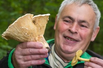 Zu nass: Pilzausbeute in diesem Jahr relativ gering - Während der Schwefel-Ritterling (rechts) in Schindelbach direkt am Wegesrand zu finden war, musste Joachim Melzer für den Wolligen Milchling tiefer in den Wald hinein. Ungenießbar sind beide Pilze. 