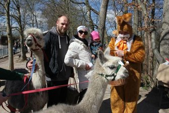 Zu Ostern gibt es in Hirschfeld einen Tierpark zum Anfassen - Im Hirschfelder Tierpark wird Ostern gefeiert. Mit dabei: Die Alpakas Olga und Maria.