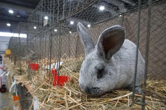 Züchter locken mit Kleintierschau zum Agrarhof Gospersgrün - Am Wochenende werden auf dem Areal des Agrarhofes Gospersgrün Kaninchen, Hühner und Tauben gezeigt.
