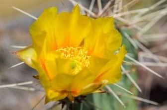 Züchter mag Kakteen mit Winterhärte - Eine blühende Opuntia in gelber Farbe aus der Kakteenzucht des Neukircheners Siegfried Richter.