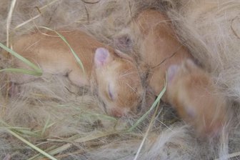 Züchter von Rassekaninchen zeigen in Trünzig ihre besten Tiere - Die jungen Kleinsilber-Kaninchen gelb sind etwa eine Woche alt.
