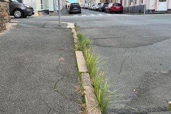 „Zufrieden mit Sauberkeit in Oelsnitz“: Aussage von Stadtbaumeister erntet Widerspruch - Es grünt so grün in Oelsnitz: Bewuchs im Schnittgerinne an der Schmidtstraße im Stadtkern.