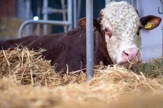 Zug erfasst ausgebüxten Jungbullen bei Mehltheuer - Auf der Sachsen-Franken-Magistrale ist es am Donnerstagmorgen im Vogtland zu einer Kollision mit einem Jungbullen (Symbolbild) gekommen.