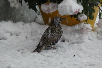 Zugvogel bleibt lieber hier: Star nascht Futter in Schreiersgrün - Hat er keine Lust zu verreisen? Ein Star sucht im Garten von Wibke Gruber nach Futter.