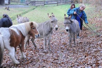 Zukunft des Glauchauer Tiergeheges bleibt unklar - Ines Thrömer und Ronny Hartig rücken dem Herbstlaub im Gehege zu Leibe.