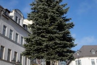 Zum Budenzauber sind 400 Besucher erlaubt - Der Baum für den Klostermarkt wurde am Freitag aufgestellt - eine Familie aus Kauschwitz hat die Fichte gespendet.