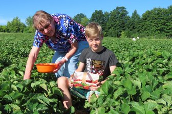 Zum letzten Mal auf „Beeren-Jagd“: Feld im westsächsischen Langenhessen schließt - Waltraud Wünsch und ihr Enkel Linus waren am Montag schon zeitig auf dem Erdbeerfeld in Langenhessen.
