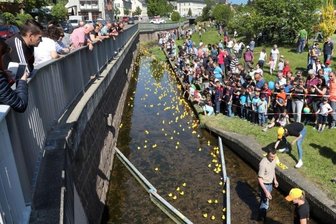 Zum Strumpffest in Oberlungwitz gehen die Enten wieder an Start - Auch bei der Neuauflage des Oberlungwitzer Strumpffestes wieder mit im Programm: das beliebte Entenrennen.  (Archiv)
