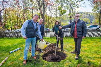 Zum Tag der Streuobstwiese: Apfel- und Kirschbäume kommen in Aue in den Boden - Mike Groß, Wolfgang Leonhardt, Beate Bauer und Matthias Scheffler (v. l.) pflanzen eine Süßkirsche.