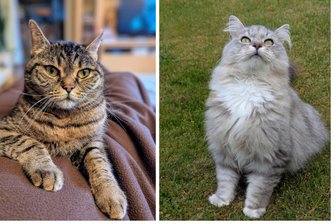 Zum Weltkatzentag: Faszination des Eigensinns - Geliebte Familienmitglieder: Britisch-Kurzhaar-Katze Luna und der Norwegische Waldkater Ole (r.).
