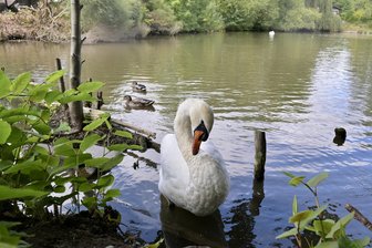 Zurück zur Natur: Teich an der Waldstraße in Zwickau-Marienthal wird saniert - Die Schwäne auf dem Teich an der Waldstraße müssen umziehen. Das Gewässer wird saniert.