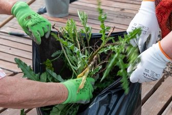 Zusammen für ein sauberes Rochlitz - Vor allem den vielen Disteln galt es, Herr zu werden. Diese Pflanzen und weiteres Unkraut landeten in einem guten Dutzend Säcken. 