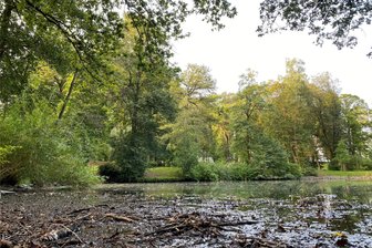 Zustand der Reichenbacher Stadtpark-Teiche beunruhigt: „Das sieht aus wie tot“ - An diesem Uferabschnitt des kleinen Teichs im Reichenbacher Stadtpark stinkt‘s. Eine Spaziergängerin hat mit dem Enkel dort Fische gesehen, die nach Luft gejapst haben sollen.