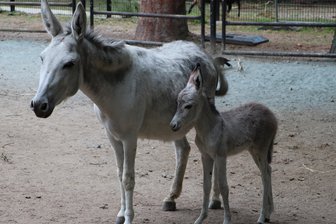 Zuwachs im Tierpark Chemnitz - Hauseselin "Lilly" hat ein Fohlen zur Welt gebracht.