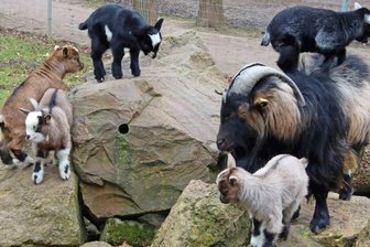 Zuwachs im Ziegengehege: Fünf Zicklein halten "Klaus" auf Trab - Zwergziegenbock "Klaus" trägt den Nachwuchs auch mal gern auf dem Rücken durchs Tiergehege des Crimmitschauer Sahnparks. Die Lämmer sollen demnächst verkauft werden.