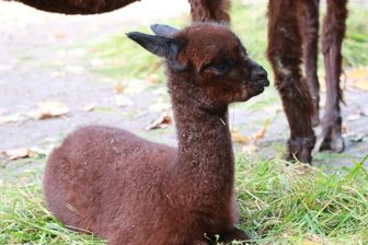 Zuwachs in der Alpaka-Herde - 
