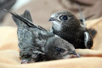 „Zuzug“ für Innenstadt: Naturschützer locken Mauersegler im Vogtland zum Brüten - Mauersegler können in Oelsnitz künstliche Nisthilfen in der Innenstadt nutzen.