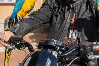 Zwei Aras rocken Mylau - Biker Norbert Esch aus der Berliner Ecke kam, um sich die Göltzschtalbrücke anzusehen. Beim Check-in am "Hotel Milin" gab's das erste Fotomotiv.