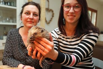 Zwei Frauen päppeln Igel wieder hoch - Sandra Kühnert (rechts) und Claudia Schindler kümmern sich derzeit unter anderem um "Herrn Richter".