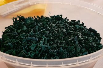 Zwei Fußballfelder groß: Gemeinde Pöhl soll Algenzuchtanlage bekommen - Lassen sich knabbern wie Chips und sollen in Helmsgrün insbesondere als Nahrungsergänzungsmittel für einen Abnehmer in Frankreich produziert werden: Mikroalgen der Alsa - Algen in Sachsen GmbH.