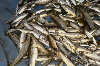 Zwei Jahre danach beschäftigt Fischsterben in Elterlein nun Ermittler und Gericht - Im Schwarzbach verendeten im August 2019 auf mehreren Kilometern in Richtung Schwarzenberg die Fische, nachdem eine giftige Substanz ins Wasser gelangt war. Laut Anglern wird es Jahre dauern, ehe sich der Schwarzbach gänzlich davon erholt hat.