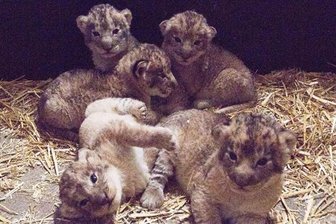 Zwei Löwenbabys im Leipziger Zoo gestorben - Aufnahmen der fünf Löwenkinder vom Januar. Nun sind zwei der Tiere tot.