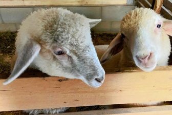 Zwei Risse in Muldenhammer: Waren es Wölfe? - Die beiden jungen Bergschafe im Stall auf dem Wiesengrundstück an der Großen Pyra. Knapp drei Wochen hatte die Familie Gerber die Tiere auf der Weide bei ihrem Haus, dann starben sie. 