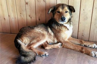 Zwei scheue Hunde irren durchs Göltzschtal: Warum man sie nicht fangen sollte - Mischlingsrüde Michel ist am Himmelfahrtstag in Jägersgrün entlaufen. Er hat große Angst vor Menschen. Deshalb wird gebeten, den Hund nicht einzufangen - aber beim Tierschutzverein sofort melden.