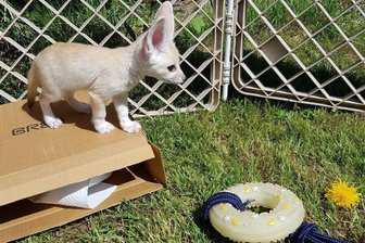 Zwei Tiertaufen im Auer Zoo der Minis geplant - Das Fennek-Mädchen Filinchen wird noch mit der Flasche großgezogen.