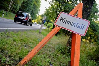 Zwei Wildunfälle im Vogtland - Zwei Wildunfälle passierten am Mittwochabend im Vogtland.