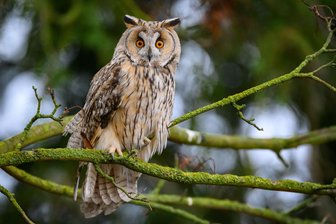 Zweiter Vogelgrippefall in Mittelsachsen: Eule in Großschirma bei Freiberg infiziert - Bei Großschirma ist eine Eule an der Vogelgrippe verendet.