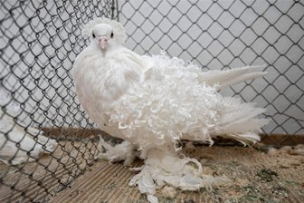 Zwerghühner, Hühner und Tauben: 400 Tiere in Grießbach zu sehen - Zur Schau am Wochenende in Grießbach werden auch Tauben gezeigt.