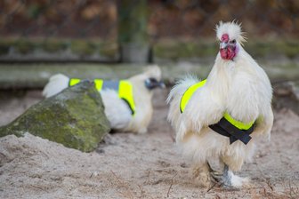 Zwerghühner müssen Warnwesten tragen - Die Rettungswesten sollen die Zwerghühner im Auer Zoo der Minis vor Krähenattacken schützen.