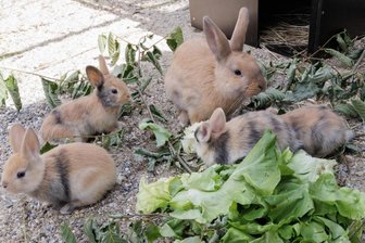 Zwergkaninchen Pia und ihre Überraschung fürs Tierheim „Neu-Amerika“ - Zwergkaninchendame Pia hatte wenige Tage nach ihrem Einzug ins Tierheim „Neu-Amerika“ eine Überraschung für die Helfer parat.