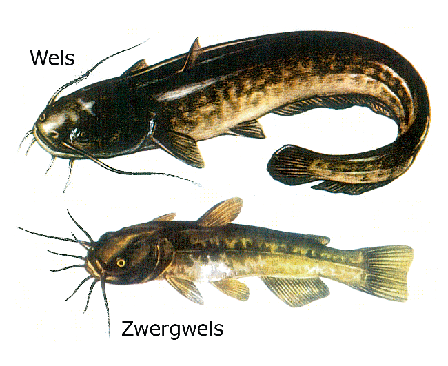 Zwergwelse kommen ins Netz - Der Zwergwels stammt ursprünglich aus Amerika, hat sich aber auch in Europa verbreitet und gefährdet aufgrund seines Fressverhaltens den heimischen Fischbestand.