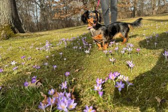Zwickau blüht auf: Frühlingsgefühle nicht nur am Schwanenteich - Dachshund Lola gefällt‘s: Sonne, Wärme und blühende Krokusse erfreuen nicht nur die Menschen.