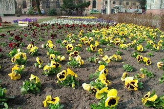 Zwickau blüht auf -